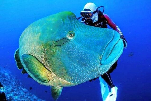 Delfiny, żółwie morskie i egzotyczne ryby w naturalnym środowisku – snorkeling Sharm El Sheikh Egipt.