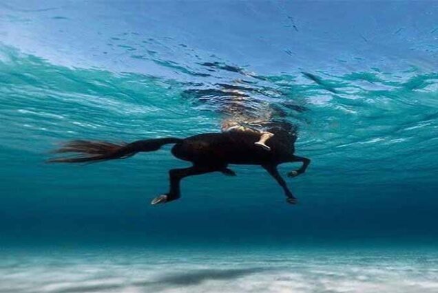 Przeżyj magiczną jazdę konną po pustyni arabskiej i brzegiem Morza Czerwonego! 🐎✨ Idealna atrakcja w Hurghadzie dla miłośników przygód i natury.