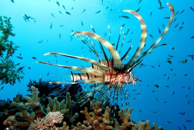 Luksusowy rejs jachtem z Hurghady na Orange Bay i Hula Hula Island – wycieczka całodniowa z lunchem i snorkelingiem. Atrakcja rodzinna