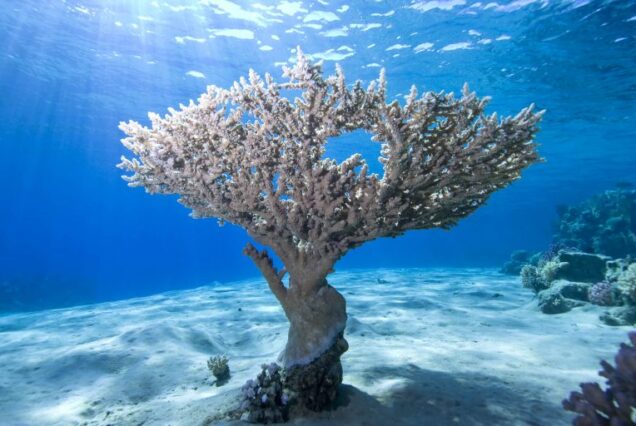 Panoramic view of Ras Lunch z grilla na jachcie – kurczak, ryby, sałatki i napoje podczas rejsu na White Island i Ras Mohammed.coral reefs and marine life in the Red Sea Egypt