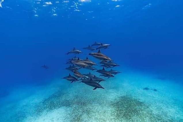 Lunch bufetowy i napoje podczas wycieczki snorkelingowej i nurkowej w Marsa Alam – Morze Czerwone, Egipt.