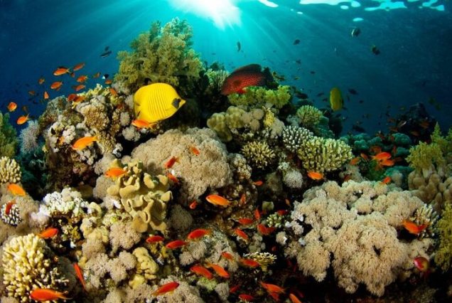 Rodzinna wycieczka z Marsa Alam – snorkeling, nurkowanie i przygoda w Morzu Czerwonym dla całej rodziny.