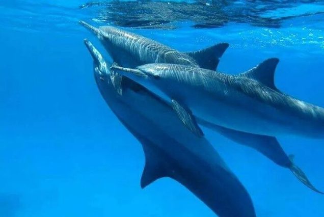 Całodniowy rejs z Hurghady do Dolphin House – snorkeling, sporty wodne i lunch na Morzu Czerwonym.