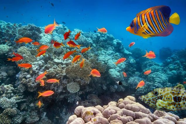 Rodzinna wycieczka na wyspy Hamata i Qulaan z Marsa Alam – snorkeling, plaże i egzotyczne ptaki w Egipcie.