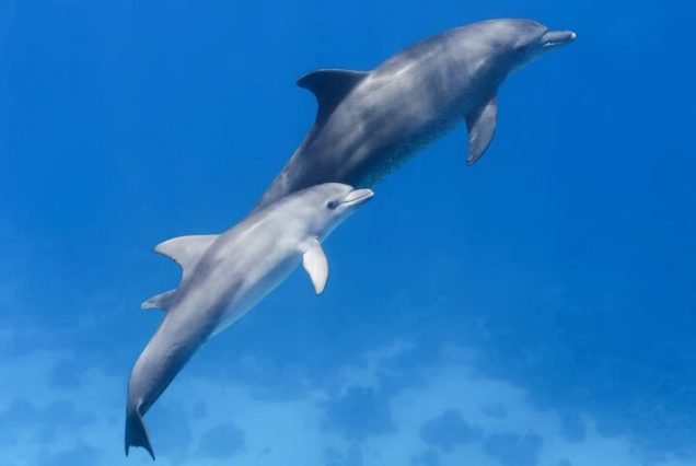 Lunch w formie bufetu i świeże owoce podczas wycieczki snorkelingowej w Marsa Alam – pełen komfort na pokładzie.