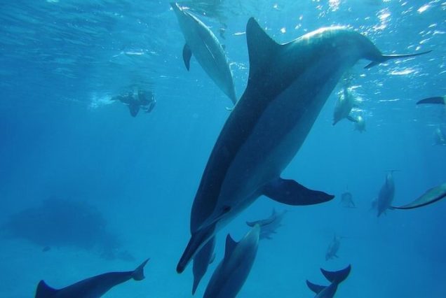 Delfiny i żółwie morskie w naturalnym środowisku – wycieczka snorkelingowa Dolphin House / Sataya Reef w Marsa Alam.
