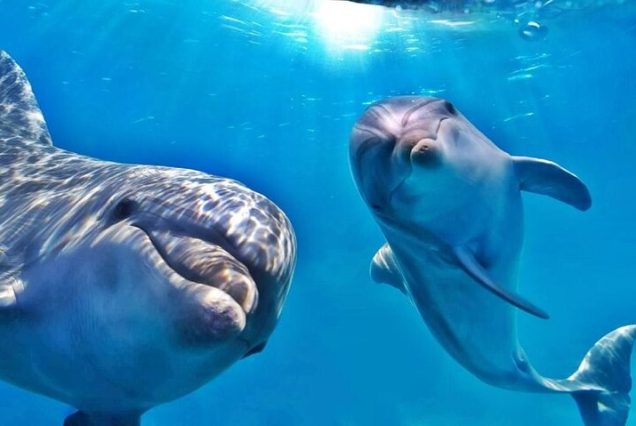 Best Dolphin House Hurghada trip – snorkeling and dolphin watching in Egypt