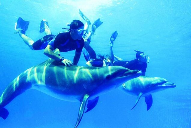 Rejs nurkowy do Sataya Dolphin Reef z Marsa Alam – Pływanie z delfinami na Morzu Czerwonym