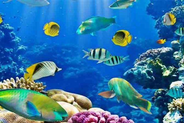 Rejs z Hurghady na wyspy Hula Hula i Orange Bay – luksusowy jacht, snorkeling w Morzu Czerwonym, białe plaże i turkusowa woda, idealna wycieczka dla rodzin i par.