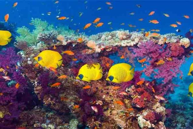Rejs z Hurghady na wyspy Hula Hula i Orange Bay – luksusowy jacht, snorkeling w Morzu Czerwonym, białe plaże i turkusowa woda, idealna wycieczka dla rodzin i par.