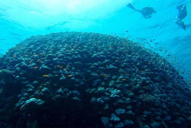 Rodzinna przygoda snorkelingowa w Abu Dabbab – bezpieczna atrakcja dla dorosłych i dzieci w Marsa Alam.