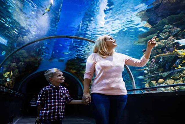 Dzieci dotykające rozgwiazd w interaktywnym akwarium w Hurghada Grand Aquarium