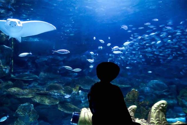 2️⃣ Rekiny i kolorowe ryby tropikalne w Hurghada Grand Aquarium w Hurghadzie