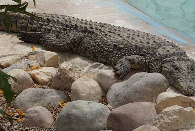 Rodzina zwiedzająca Hurghada Grand Aquarium – Czerwone Morze za szkłem, Egipt