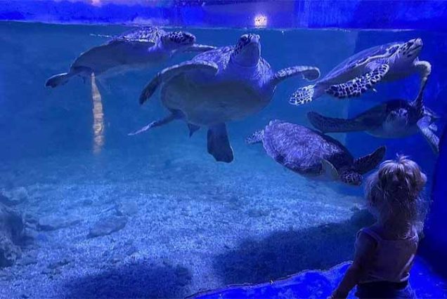 Transfer hotelowy klimatyzowanym pojazdem do Hurghada Grand Aquarium, Egipt