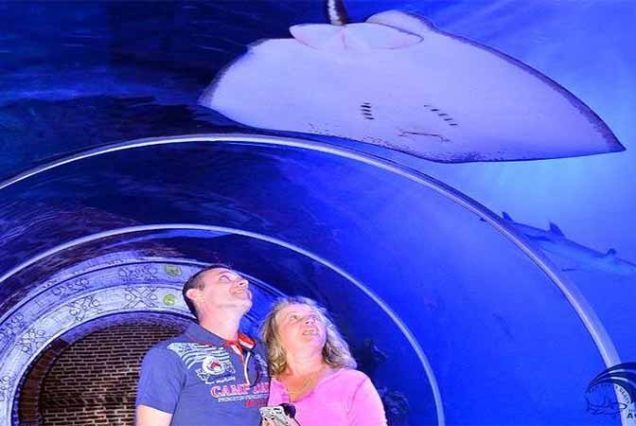 Rafy koralowe i życie morskie w Hurghada Grand Aquarium – Morze Czerwone Egipt