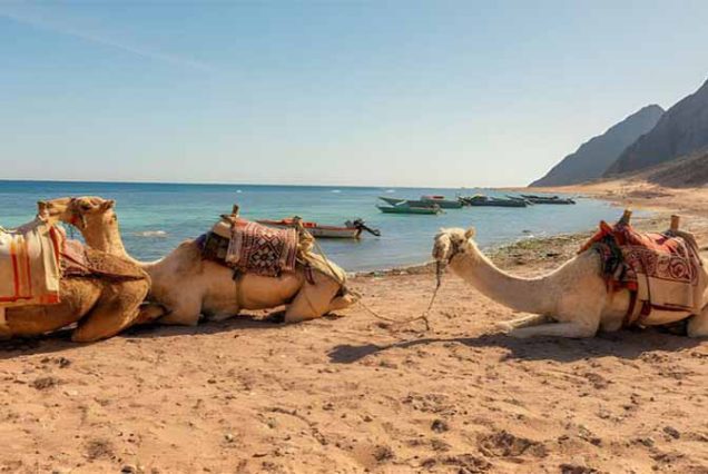 Jeep Safari Sharm El Sheikh – przygoda przez góry i pustynię Synaj.