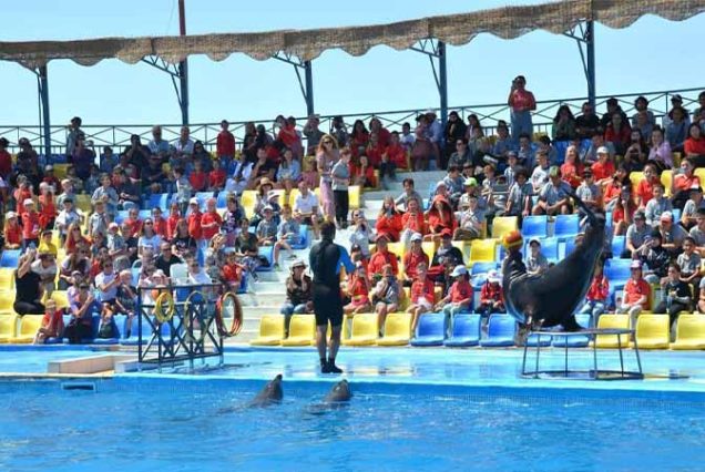 Happy family posing with dolphins at Dolphina Park Sharm El Sheikh