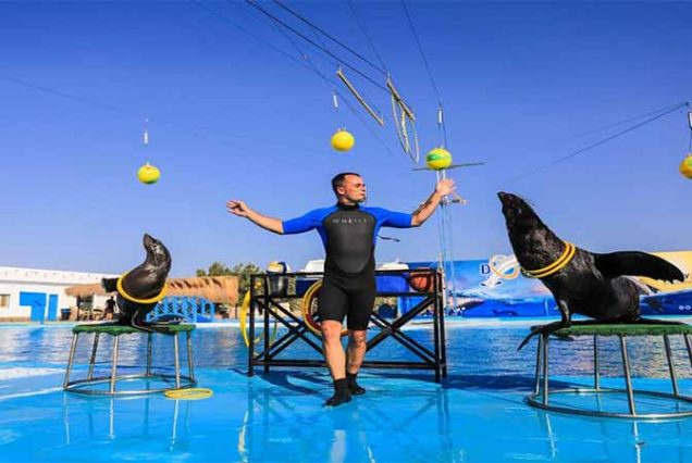 Dolphinarium Hurghada – delfiny wykonujące triki z trenerami