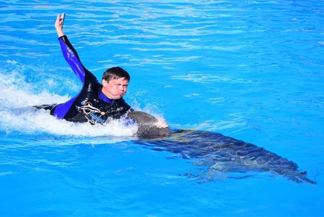 Pływanie z delfinami w Sharm El Sheikh – niezapomniane przeżycie nad Morzem Czerwonym