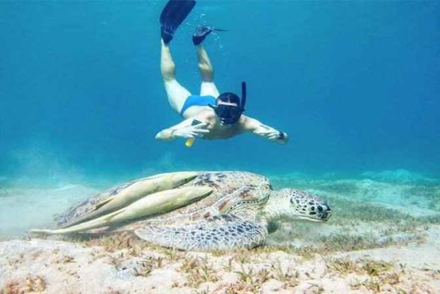 #MarsaMubarak #MarsaAlam #RedSeaSnorkeling #Dugongs #SeaTurtles #CoralReefs #MarineLife #SnorkelingTrip #TravelEgypt #BestTourProviderMarsaAlam #LuxuryBoatTrip #MarsaAlamAdventure #SnorkelingEgypt #RedSeaAdventure #EgyptTours