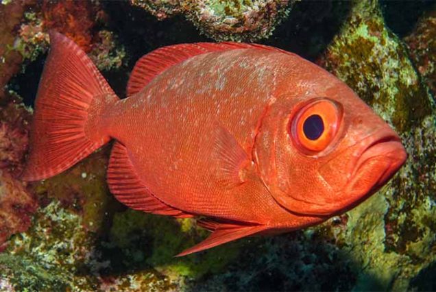 Snorkeling w Marsa Alam – kolorowe rafy koralowe Morza Czerwonego i tropikalne ryby podczas wycieczki dla początkujących.
