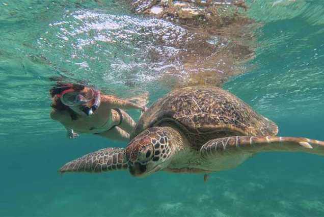 Niezapomniana wycieczka snorkelingowa w Marsa Alam – spotkanie z diugoniem w naturalnym środowisku w Marsa Mubarak.