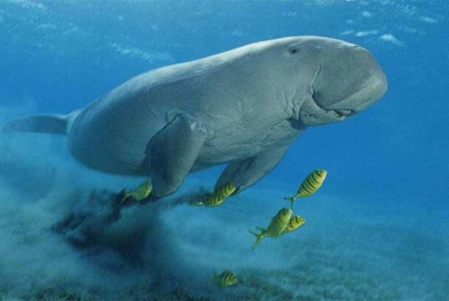Rejs łodzią w Marsa Alam – całodniowa wycieczka do Marsa Mubarak z snorkelingiem i lunchem w formie bufetu.