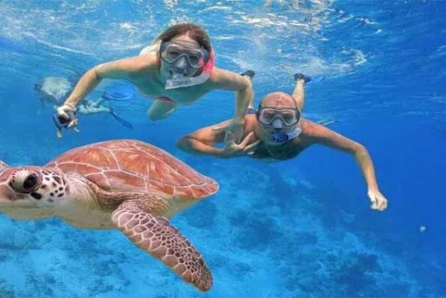 Podwodny świat Marsa Alam – rafy koralowe, ryby tropikalne, żółwie i delfiny w naturalnym środowisku Morza Czerwonego.