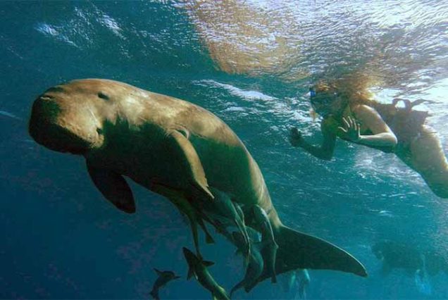 Kolorowa rafa koralowa i tropikalne ryby podczas snorkelingu w Marsa Mubarak niedaleko Marsa Alam.