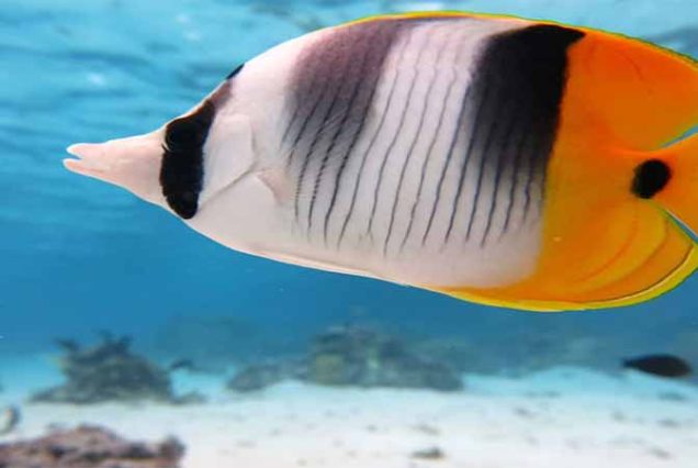Snorkeling w Morzu Czerwonym – kolorowe rafy koralowe i tropikalne ryby Egipt