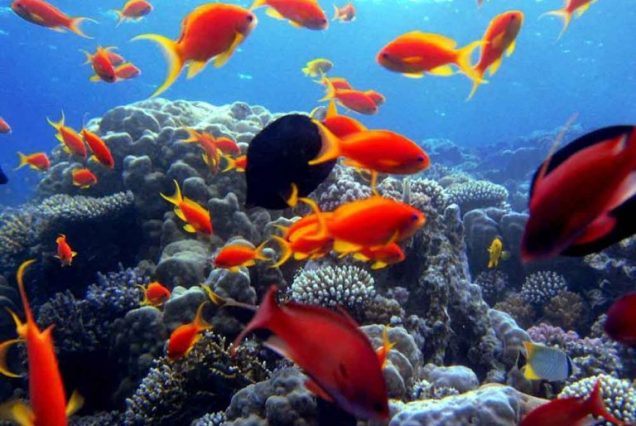 1️⃣ Park Narodowy Ras Mohammed – snorkeling w Magicznym Jeziorze, Egipt