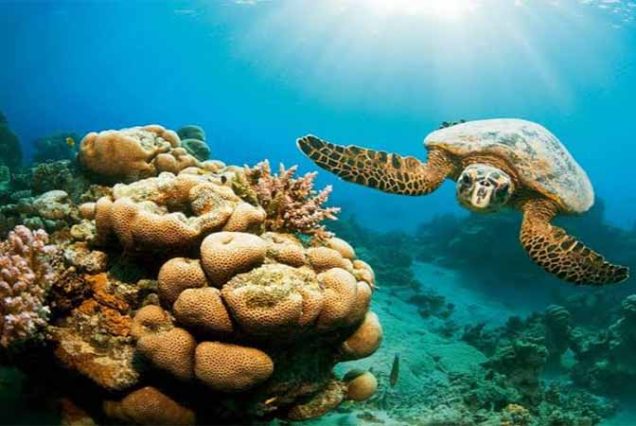 #HamataIsland, #MarsaAlam, #RedSea, #SnorkelingAdventure, #CoralReefs, #SwimWithDolphins, #MarineLife, #TravelEgypt, #BestTourOperatorMarsaAlam, #LuxuryBoatTrip, #HamataNationalPark, #RedSeaAdventure, #EgyptTours, #DivingEgypt, #MarsaAlamTrips