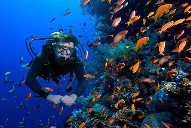 Turyści podczas snorkelingu w Abu Dabbab Bay – Morze Czerwone, Egipt. Kolorowe rafy koralowe, żółwie morskie i błękitna, przejrzysta woda.
