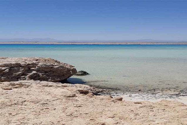 Turyści podczas snorkelingu w Abu Dabbab Bay – Morze Czerwone, Egipt. Kolorowe rafy koralowe, żółwie morskie i błękitna, przejrzysta woda.