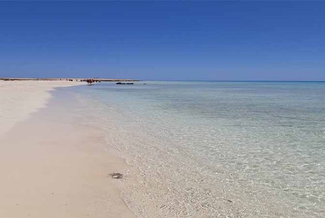 Turyści podczas snorkelingu w Abu Dabbab Bay – Morze Czerwone, Egipt. Kolorowe rafy koralowe, żółwie morskie i błękitna, przejrzysta woda.
